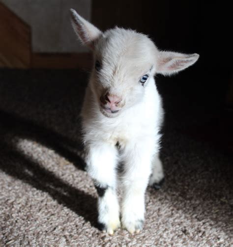 baby goats that stay small